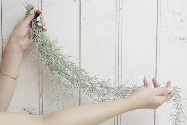 エアプランツ チランジア ウスネオイデスの育て方 笼岛 みどり 绿手指 最专业的养花app