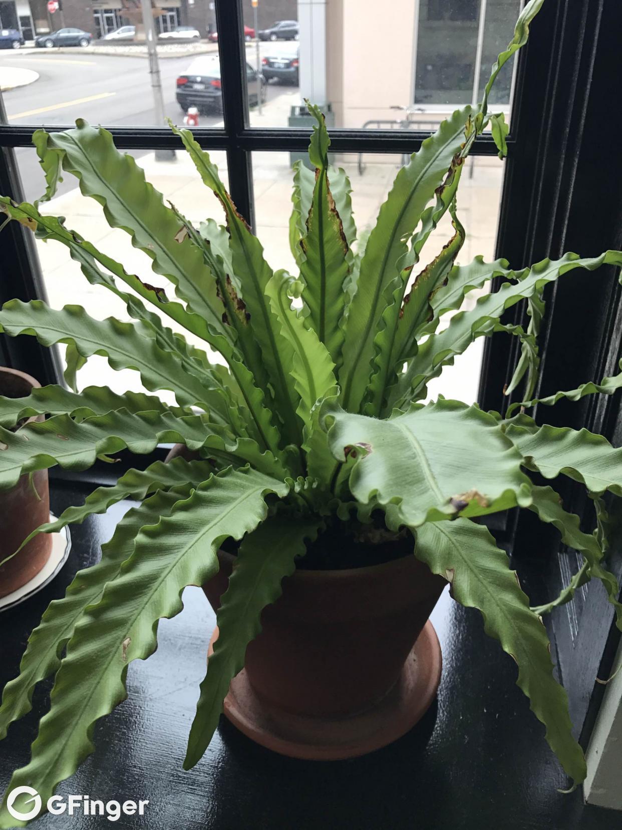 What plant is this?