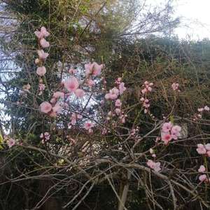 家里的桃树开花了