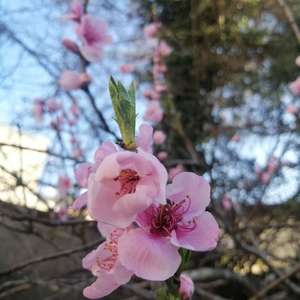 家里的桃树开花了