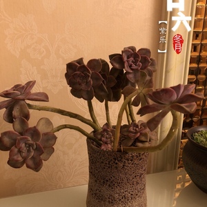 紫乐桩（25.8）多肉植物