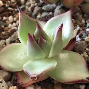 Good day. Can anyone help to ID what type of Echeveria agavoides is this? Thank you!