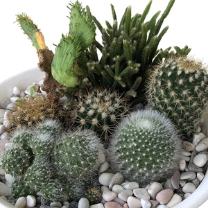 My first attempt at doing a cactus combo arrangement. It was a prickly affair and succulents are difinitely easier to pot.