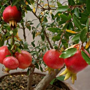 How to Grow Pomegranate Tree in Pot | Growing Pomegranates in Containers