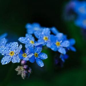 How to Grow Forget Me Not Flowers