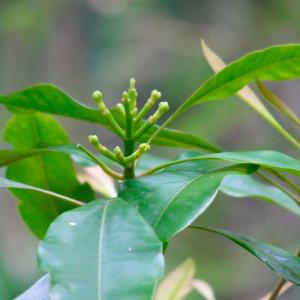 How to Grow Cloves | Cultivation and Growing Cloves