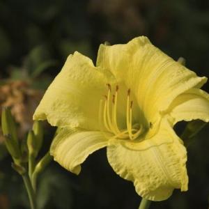 How to Divide Stella de Oro Daylilies