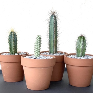 Cactus in terracotta pots are just so beautiful. Here are some blue cactus.