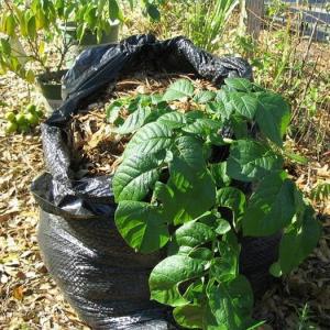 How to Grow Potatoes in a Garbage Bag