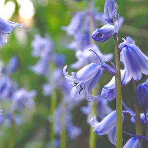 Facts on the Blue Bell Flower