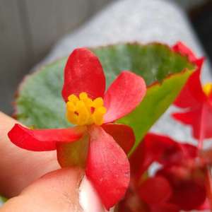 Help with ID please!  What kind of begonia is it? or maybe you can recommend some keys to look at? thank you