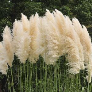 How Fast Does Pampas Grass Grow?