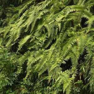 How to Grow Resurrection Ferns