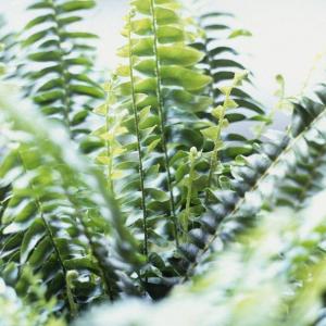 How to Care for Boston Ferns Outdoors