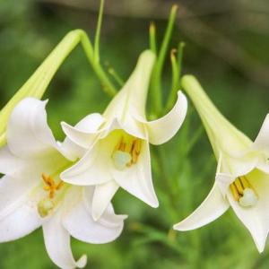 Are Easter Lilies Annuals or Perennials?
