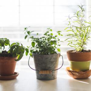 9 Plants Easy to Regrow Indoor