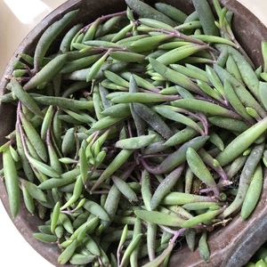 多肉植物App上买的。19.9元三盆，连盆发货。喜欢这绿油油的宝贝。不知道换啥盆，应该高点可以垂吊的吧。