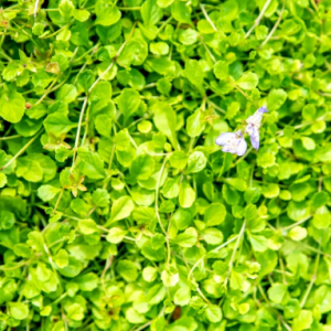 How to Grow and Care for Creeping Mazus