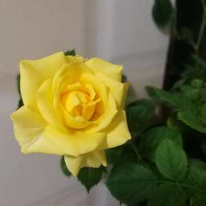 纪念去年冬天的小玫瑰~后面黄色是同株今年开的花，神奇的变色~♥