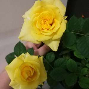 纪念去年冬天的小玫瑰~后面黄色是同株今年开的花，神奇的变色~♥