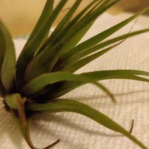 hey I'm new to air plants and I'm wondering if it has a root rot or something. the bottom seem to be turning brownish but the leaves are still firm and not falling apart.