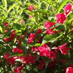 How to Care for Weigela in the Winter