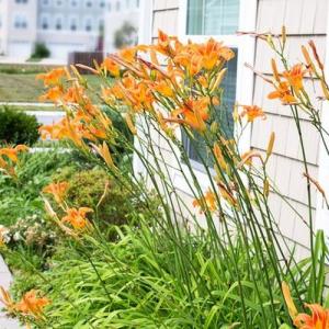 When to Transplant Day Lilies