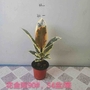 植物墙上的植物13976682009