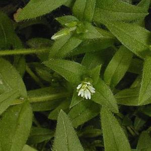 Common Mouse-Eared Chickweed