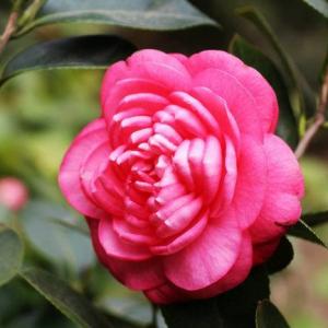 Camellia japonica Houseplant care