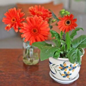 How to Care for a Gerbera Daisy Plant