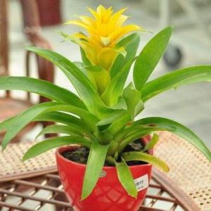 How to Care for an 'Orange Star' Plant