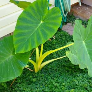 How to Care for Giant Elephant Ears in Winter