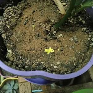 花盆里长了一些黄色的像菌的东西，这是什么菌？有害吗？