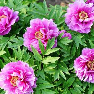 How to Grow Peonies in Containers