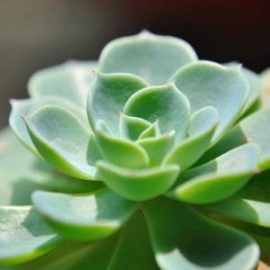 How to Care for a Hens & Chicks Plant