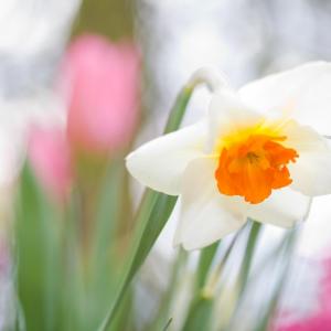 Capricorn × Daffodil