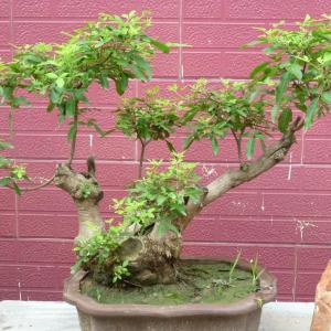 荆树疙瘩盆景的养护