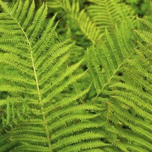 Do Ferns Need to Be Pruned?
