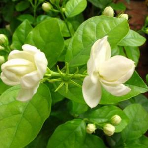 The Best Time to Plant a Jasmine in Texas