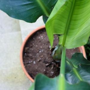 How to Care for a Bird of Paradise Plant