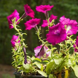 How to Protect Petunias from Frost