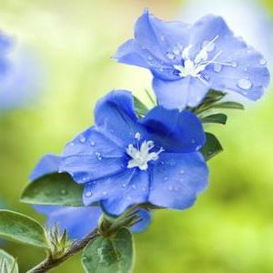 Care of 'Blue Daze' Flowers