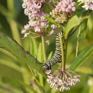 How to Take Care of Milkweed Plants