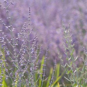 How to Transplant Russian Sage