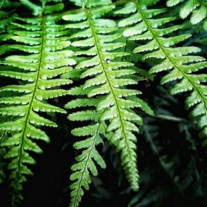 How to Revive Ferns
