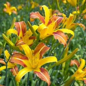 Why Day Lilies Don't Bloom