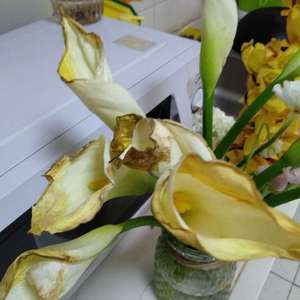 马蹄莲鲜切花，养了一周出现叶子变黄，芯里有白色粉，芯底部长褐色触角