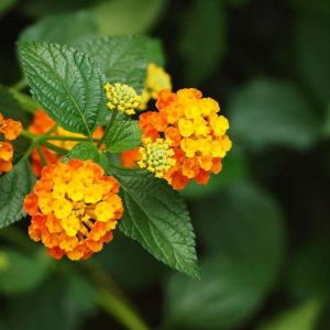 Should I Plant Lantana Plant in Spring or Fall?
