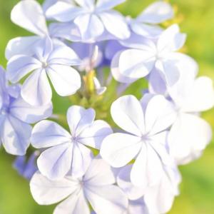 Can I Root Plumbago From Cuttings?